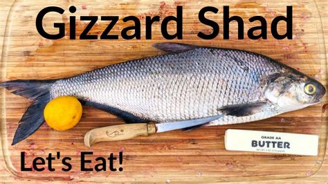 are gizzard shad edible.